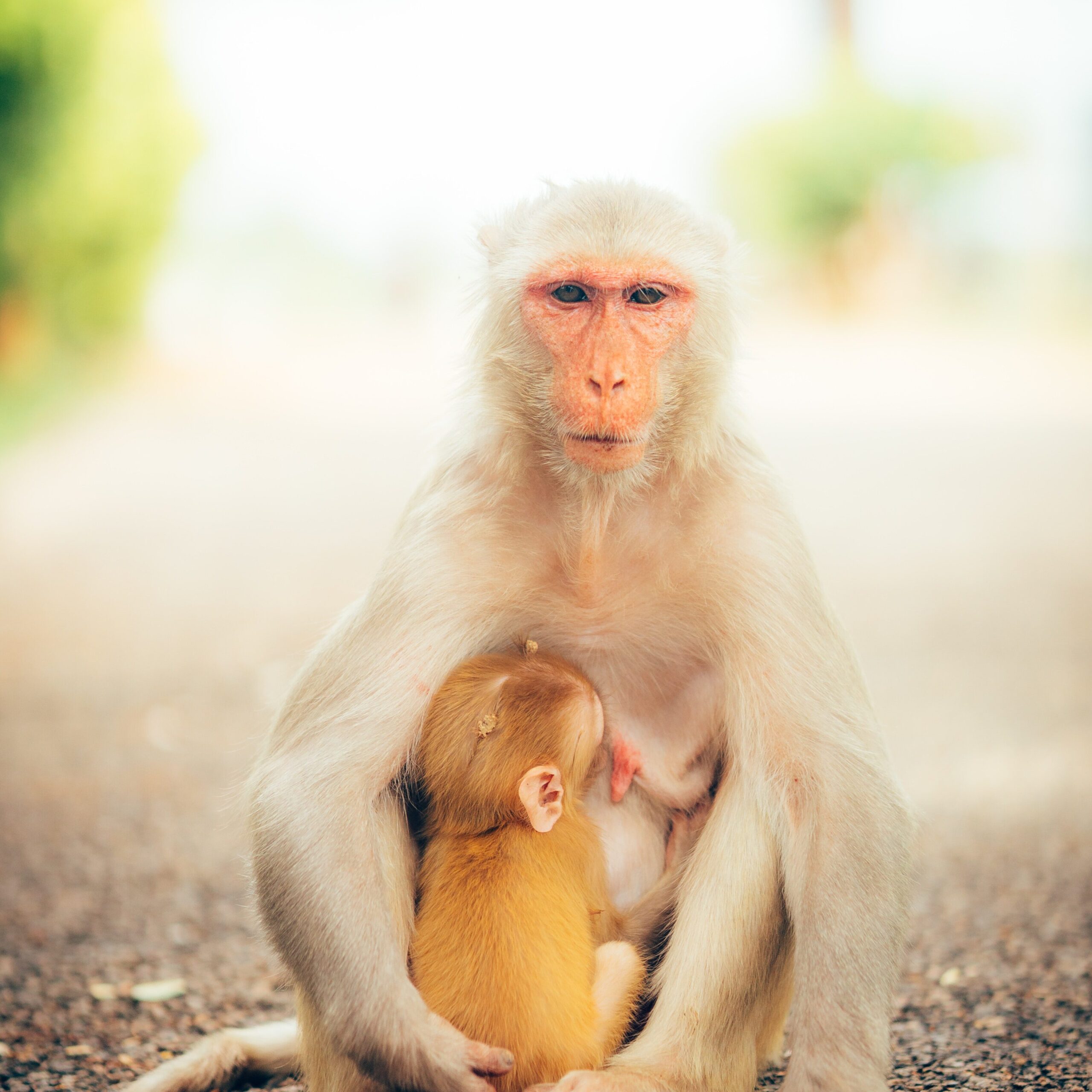 moneky mother& child